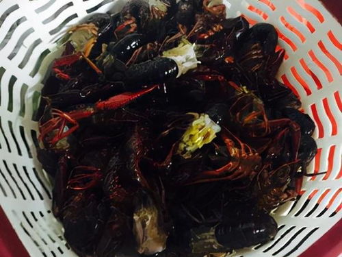 那些生物入侵失败的物种,看他们是如何变成 美食首选