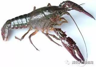 太疯狂了 福州 宁波短短一周小龙虾批发价跳涨50 武汉水产市场日销活虾40万斤,小龙虾蹦向全国