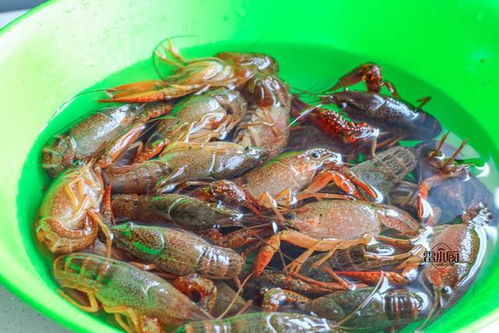 大排档最火爆的美食,学会了自己做,花钱少,吃到饱 网易订阅