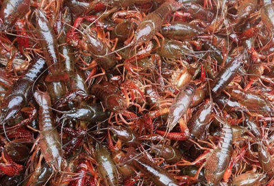 蒋师傅龙虾调料厂家教您小龙虾池塘的消毒步骤