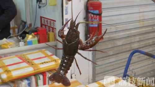 报告 2000斤湖北龙虾已到达南京 吃货们准备好了吗