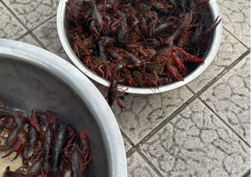 仪征龙虾调料价格突现大跌，市场供需与季节因素成主因